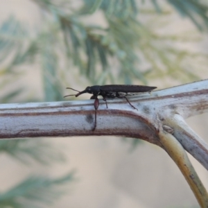 Rhinotia phoenicoptera at Tennent, ACT - 15 Feb 2017