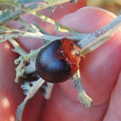 Dicranosterna immaculata (Acacia leaf beetle) at Tennent, ACT - 15 Feb 2017 by MichaelBedingfield