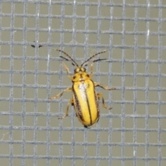 Xanthogaleruca luteola (Elm leaf beetle) at Conder, ACT - 17 Feb 2017 by michaelb