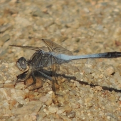 Orthetrum caledonicum (Blue Skimmer) at Paddys River, ACT - 15 Feb 2017 by michaelb