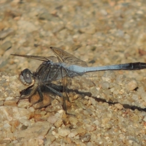 Orthetrum caledonicum at Paddys River, ACT - 15 Feb 2017