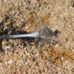 Orthetrum caledonicum (Blue Skimmer) at Gigerline Nature Reserve - 15 Feb 2017 by MichaelBedingfield