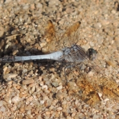 Orthetrum caledonicum (Blue Skimmer) at Paddys River, ACT - 15 Feb 2017 by michaelb