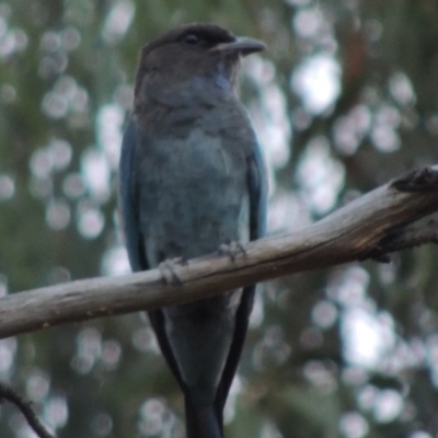 Eurystomus orientalis (Dollarbird) at Gigerline Nature Reserve - 15 Feb 2017 by MichaelBedingfield