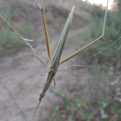Acrida conica (Giant green slantface) at Gigerline Nature Reserve - 15 Feb 2017 by MichaelBedingfield