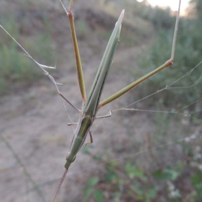 Acrida conica (Giant green slantface) at Tennent, ACT - 15 Feb 2017 by MichaelBedingfield