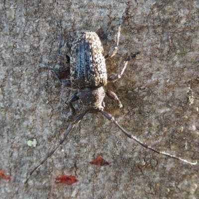 Ancita australis (Longicorn or longhorn beetle) at Tennent, ACT - 15 Feb 2017 by MichaelBedingfield