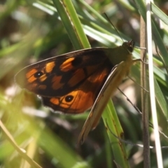 Heteronympha penelope (Shouldered Brown) at Rendezvous Creek, ACT - 15 Feb 2017 by HarveyPerkins