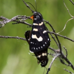 Phalaenoides tristifica at Mount Clear, ACT - 16 Feb 2017