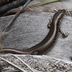 Eulamprus tympanum at Yaouk, NSW - 16 Feb 2017 02:04 PM