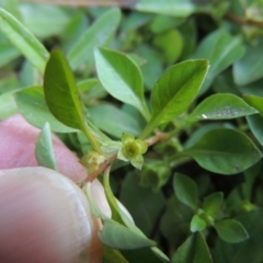 Ludwigia palustris (Marsh Purslane) at Tharwa, ACT - 15 Feb 2017 by MichaelBedingfield