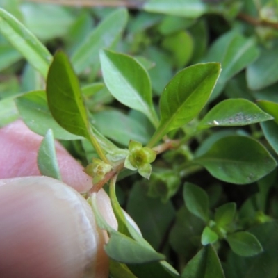 Ludwigia palustris (Marsh Purslane) at Tharwa, ACT - 15 Feb 2017 by michaelb