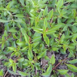 Ludwigia palustris at Tharwa, ACT - 15 Feb 2017