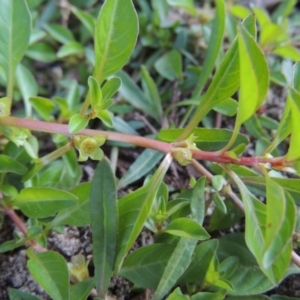 Ludwigia palustris at Tharwa, ACT - 15 Feb 2017