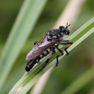 Thereutria sp. (genus) at Yaouk, NSW - 16 Feb 2017