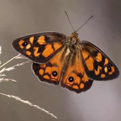 Heteronympha penelope (Shouldered Brown) at Yaouk, NSW - 16 Feb 2017 by HarveyPerkins