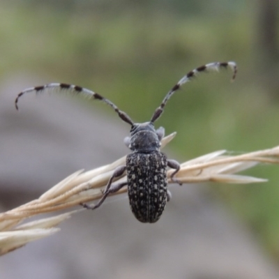 Ancita sp. (genus) (Longicorn or longhorn beetle) at Bullen Range - 21 Jan 2016 by michaelb
