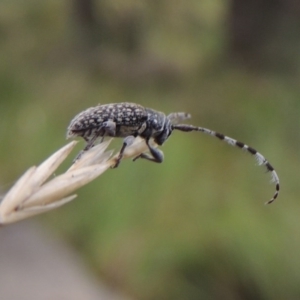 Ancita sp. (genus) at Bullen Range - 21 Jan 2016 06:49 PM