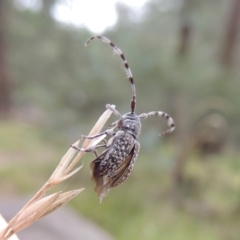 Ancita sp. (genus) at Bullen Range - 21 Jan 2016 06:49 PM