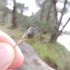 Ancita sp. (genus) at Bullen Range - 21 Jan 2016