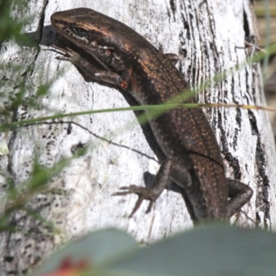 Pseudemoia entrecasteauxii (Woodland Tussock-skink) at Yaouk, NSW - 16 Feb 2017 by HarveyPerkins