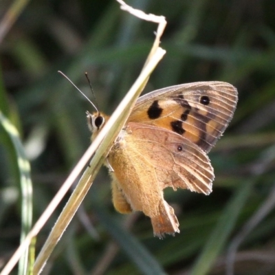 Heteronympha penelope (Shouldered Brown) at Mount Clear, ACT - 16 Feb 2017 by HarveyPerkins