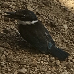 Todiramphus sanctus (Sacred Kingfisher) at Bungendore, NSW - 19 Feb 2017 by yellowboxwoodland