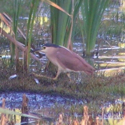 Nycticorax caledonicus (Nankeen Night-Heron) at Fyshwick, ACT - 19 Feb 2017 by MatthewFrawley
