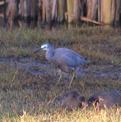 Egretta novaehollandiae (White-faced Heron) at Fyshwick, ACT - 19 Feb 2017 by MatthewFrawley