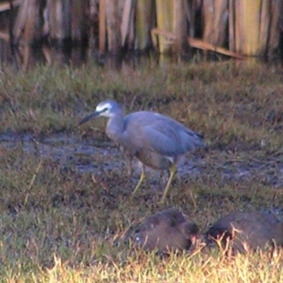 Egretta novaehollandiae (White-faced Heron) at Fyshwick, ACT - 18 Feb 2017 by MatthewFrawley