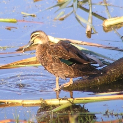 Anas superciliosa (Pacific Black Duck) at Fyshwick, ACT - 19 Feb 2017 by MatthewFrawley