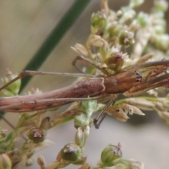 Tetragnatha sp. (genus) (Long-jawed spider) at Bullen Range - 21 Jan 2016 by michaelb