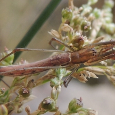 Tetragnatha sp. (genus) (Long-jawed spider) at Bullen Range - 21 Jan 2016 by michaelb