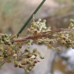 Tetragnatha sp. (genus) at Bullen Range - 21 Jan 2016 06:25 PM