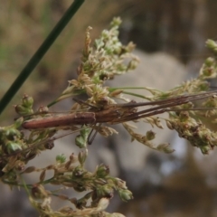 Tetragnatha sp. (genus) at Bullen Range - 21 Jan 2016 06:25 PM