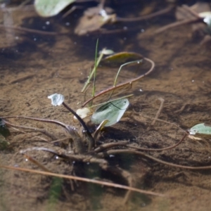 Ottelia ovalifolia subsp. ovalifolia at Murrumbateman, NSW - 19 Feb 2017