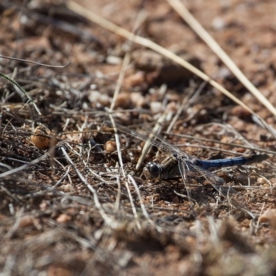 Orthetrum caledonicum (Blue Skimmer) at Murrumbateman, NSW - 19 Feb 2017 by SallyandPeter