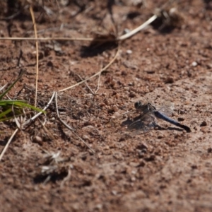 Orthetrum caledonicum at Murrumbateman, NSW - 19 Feb 2017