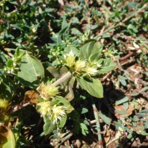 Alternanthera pungens at Parkes, ACT - 19 Feb 2017 11:28 AM