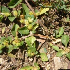 Alternanthera pungens at Parkes, ACT - 19 Feb 2017