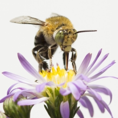 Amegilla (Zonamegilla) asserta (Blue Banded Bee) at Higgins, ACT - 19 Feb 2017 by AlisonMilton