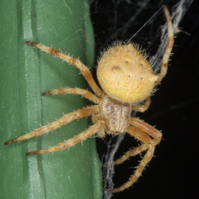 Hortophora sp. (genus) (Garden orb weaver) at Bonner, ACT - 18 Feb 2017 by CedricBear