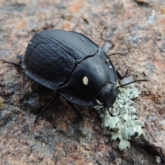 Celibe limbata (Pie-dish beetle) at Bullen Range - 21 Jan 2016 by michaelb