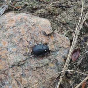 Celibe limbata at Bullen Range - 21 Jan 2016