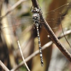 Austroaeschna parvistigma at Rendezvous Creek, ACT - 19 Feb 2017 12:15 PM