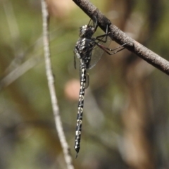 Austroaeschna parvistigma at Rendezvous Creek, ACT - 19 Feb 2017 12:15 PM