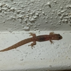 Christinus marmoratus (Southern Marbled Gecko) at Higgins, ACT - 18 Feb 2017 by LauraCanackle