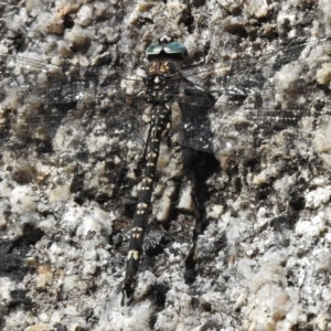 Austroaeschna multipunctata at Rendezvous Creek, ACT - 19 Feb 2017