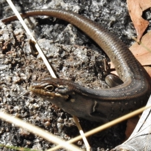 Liopholis whitii at Rendezvous Creek, ACT - 19 Feb 2017