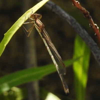 Austrolestes analis (Slender Ringtail) at Rendezvous Creek, ACT - 19 Feb 2017 by JohnBundock